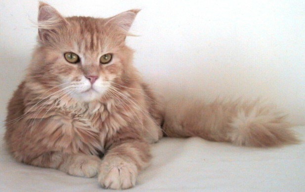 Ecco i gatti rossi più belli: dal Maine Coon al siberiano