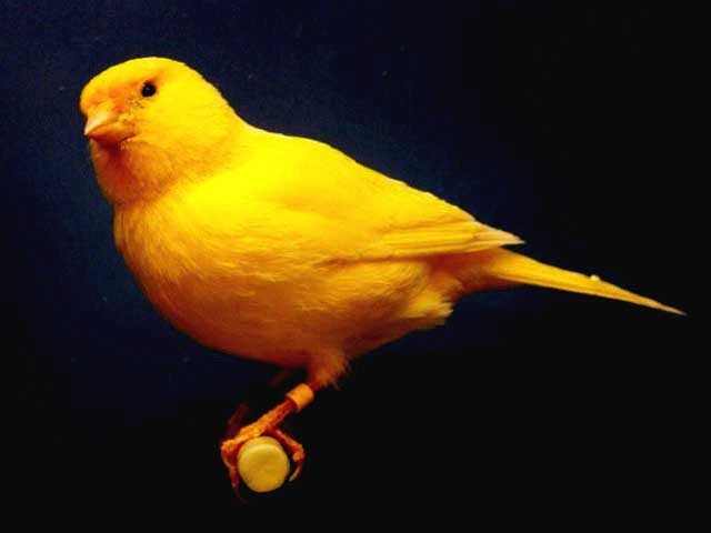 I canarini più simpatici del pianeta? Non solo gialli