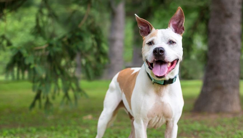 I cani più belli e quelli più brutti a pelo corto: quali sono