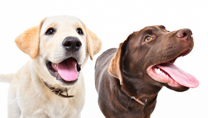 Che differenza c'è tra labrador e golden retriever nel mondo animale