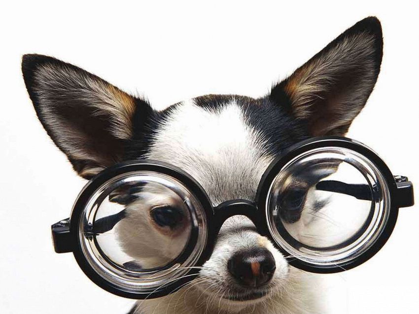 I costumi per cani ispirati ai film mai visti prima