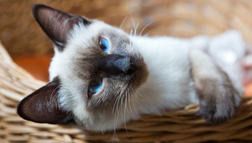 Il gatto più bello al mondo? Non è il siamese: chi occupa il primo posto