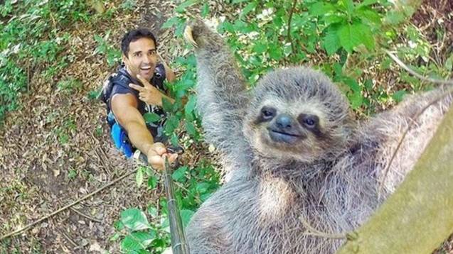 Un bradipo è la nuova stella del web, grazie a un selfie