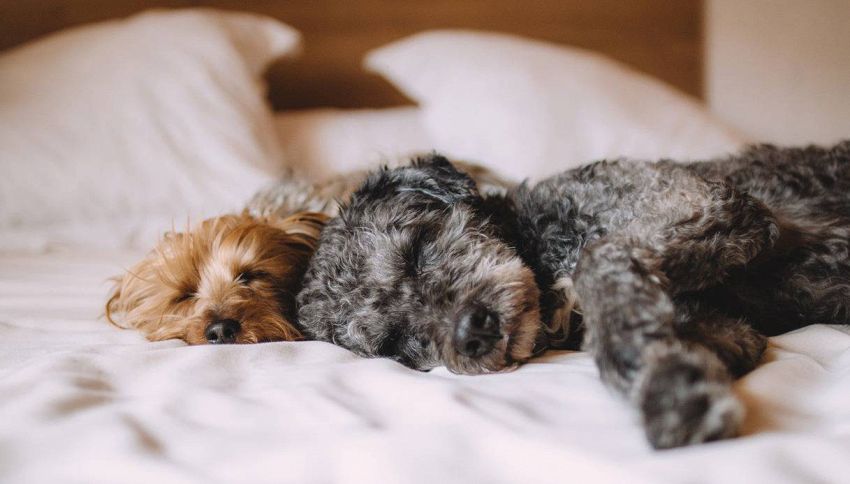 Cucciolo Indemoniato Una Spa Per Cani Offre Lesorcismo Di Gruppo