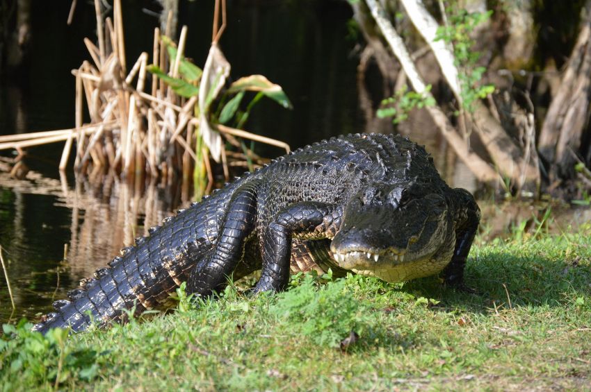 5 fatti esagerati sugli animali, difficili da credere