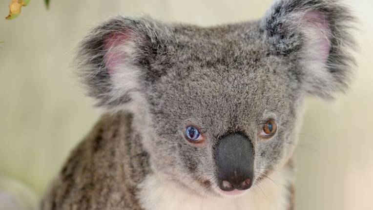 Il koala Bowie ha un occhio azzurro e uno marrone ed è la nuova star del web