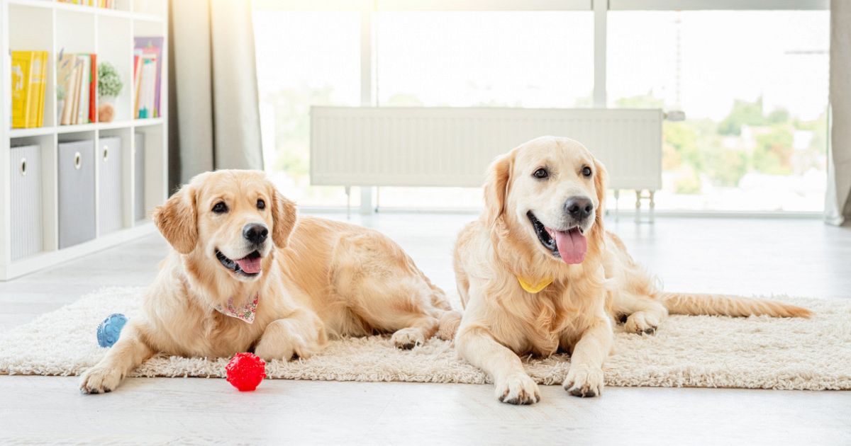 Che differenza c'è tra labrador e golden retriever? Il confronto Che differenza c'è tra labrador e golden retriever? Il confronto