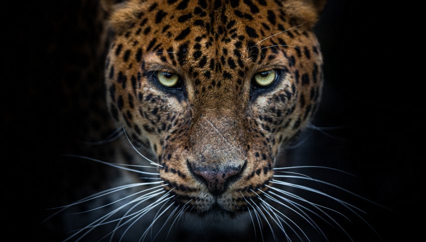 Che differenza c'è tra leopardo, ghepardo e giaguaro?
