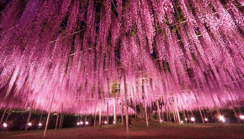 Questo è senza dubbio l'albero centenario più bello del mondo