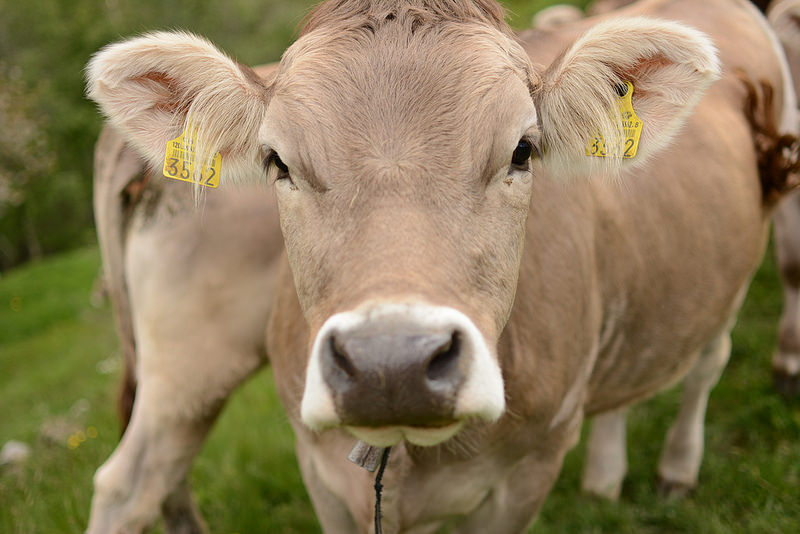 Dimenticate L Internet Delle Cose Arriva L Internet Delle Mucche Supereva