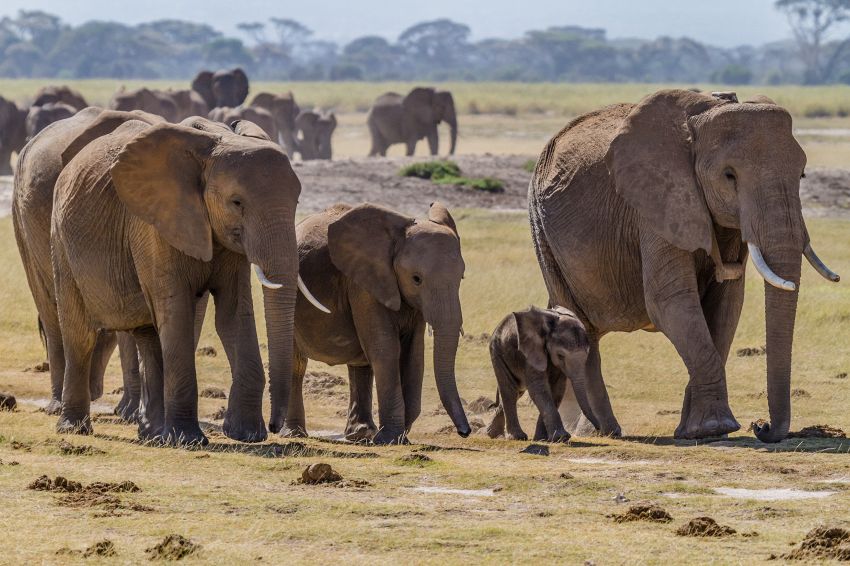 Quasi tutti gli animali non hanno nonni ma gli elefanti sì e meno male