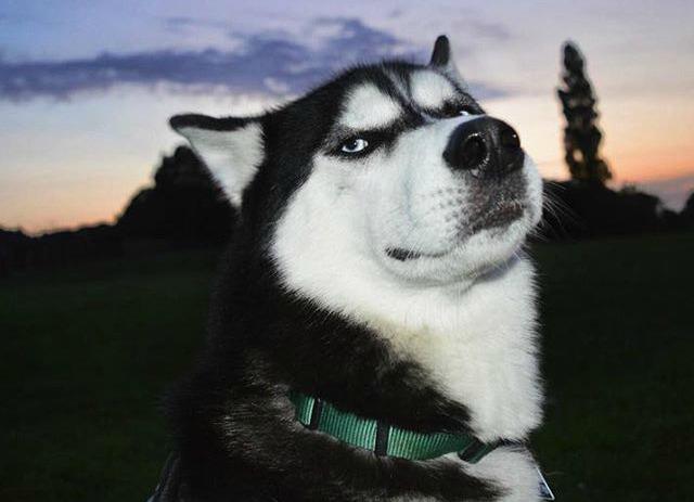 Grumpy dog, l'Husky dallo sguardo d'acciaio con oltre 12000 follower
