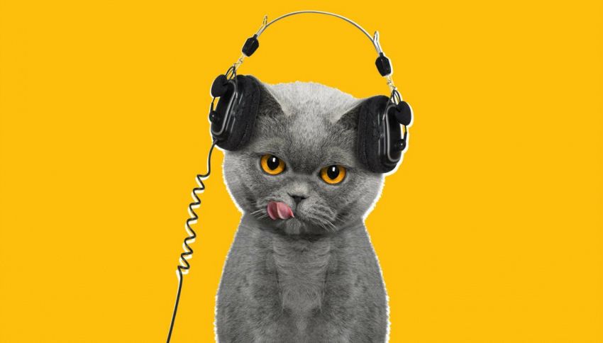 Musica per gatti: un'etichetta discografica lancia la playlist felina