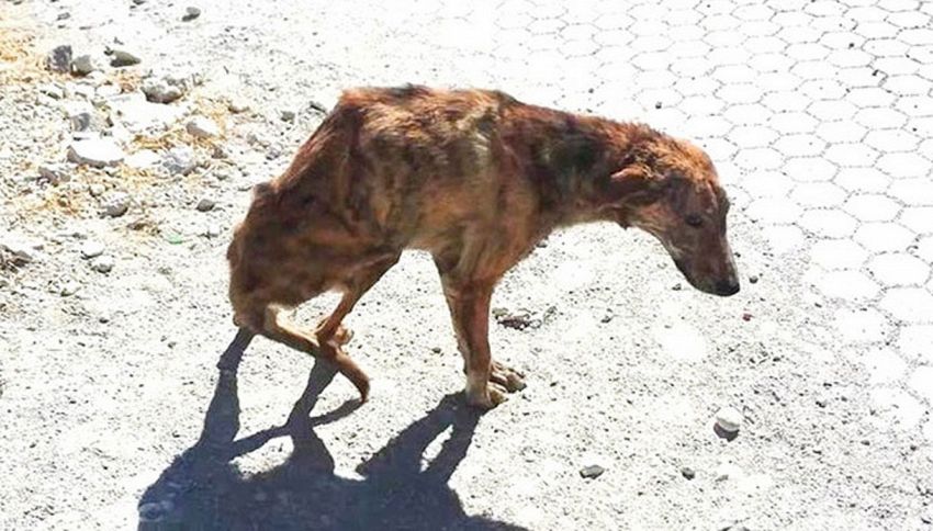 Trova un cane ferito in vacanza e lo porta a casa in Olanda per guarirlo