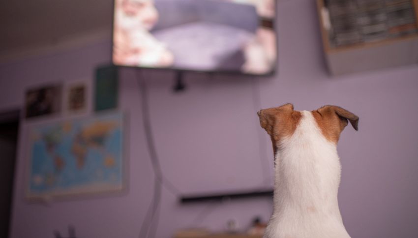 Che cosa vedono i cani quando guardano la tv? Ve lo dice la scienza