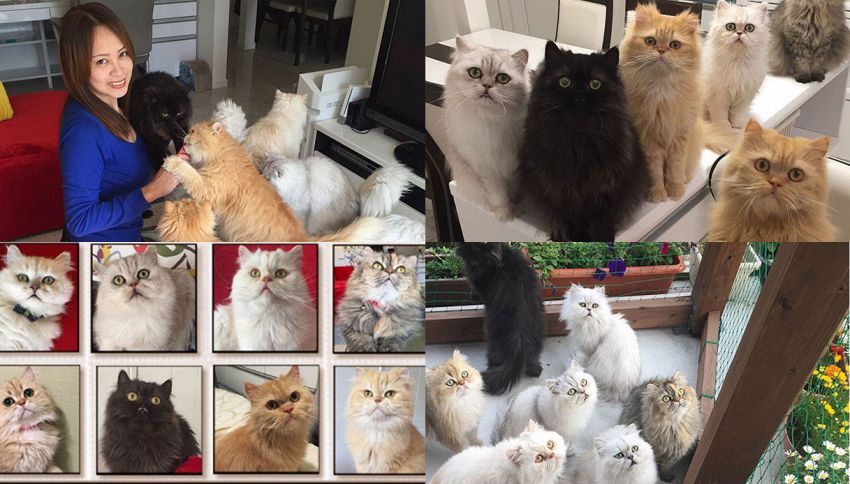 La gattara che spopola su Instagram con i suoi 12 persiani