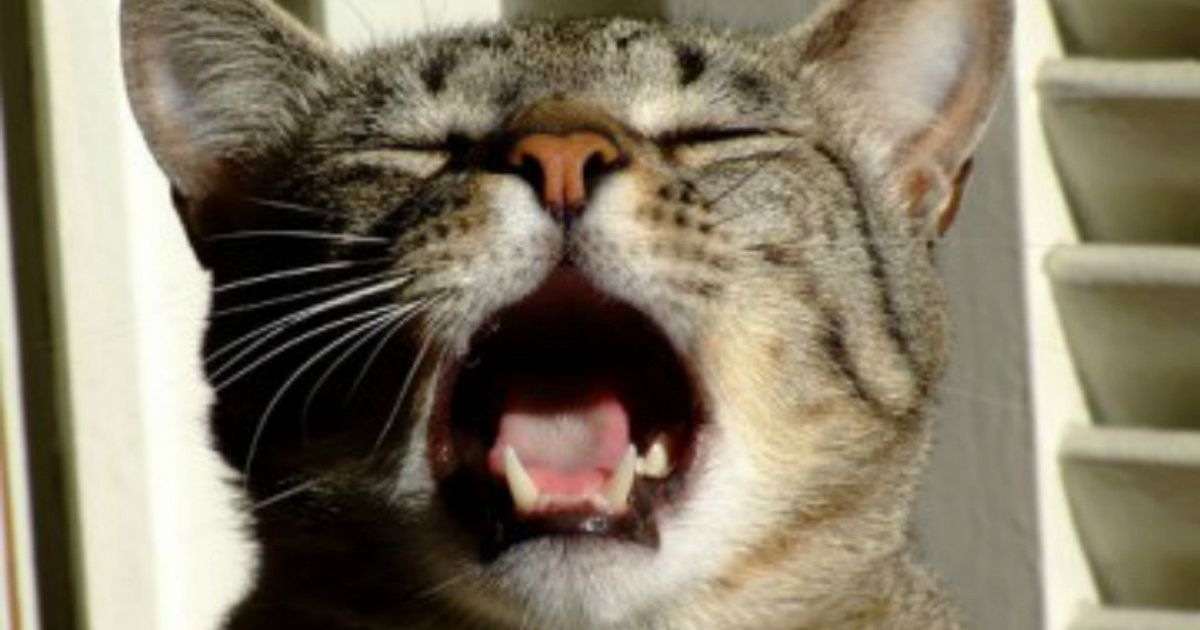 Quando Il Gatto Ti Guarda E Miagola