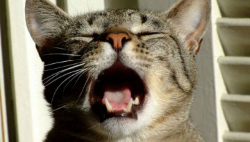 I gatti miagolano in lingue diverse, lo dice la scienza