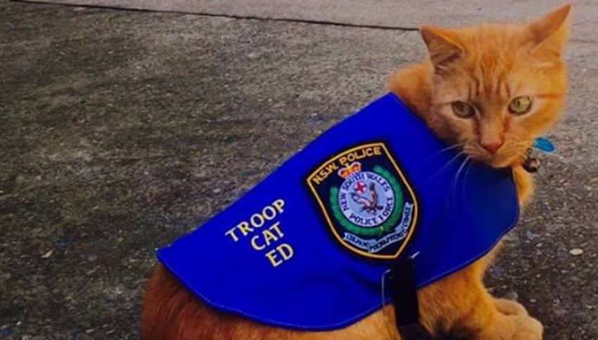 In Australia arriva il primo gatto poliziotto