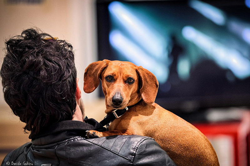 Che cosa vedono i cani quando guardano la tv? Ve lo dice la scienza