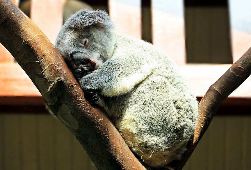 Gemellini di koala, tutta la tenerezza per migliorare la giornata