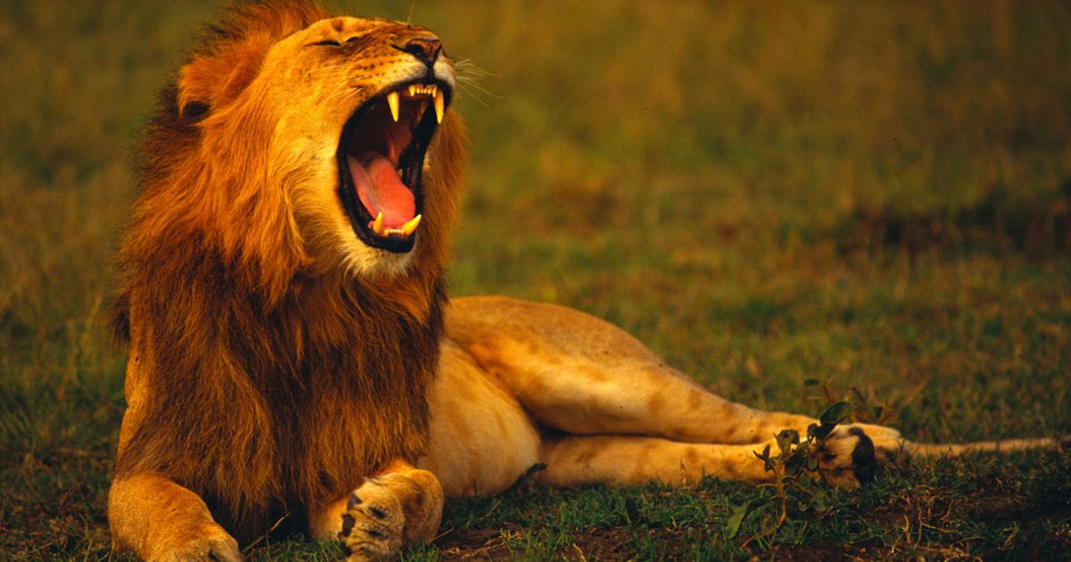 Il Lupo E Il Leone Quando Esce
