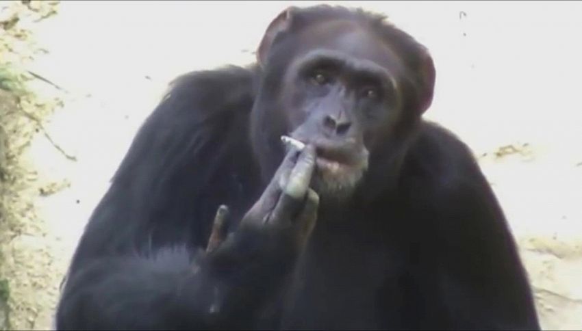 Azalea, la scimpanzé che fuma è l'idolo dello zoo