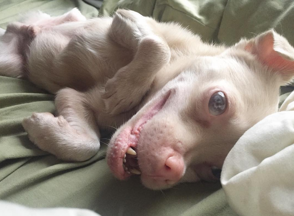 Il cane pipistrello non è un mostro, anzi è adorabile
