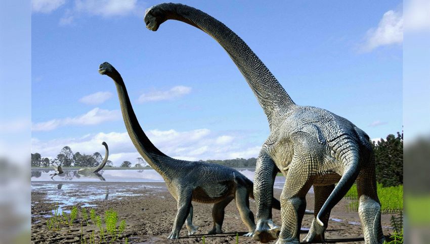 Scoperta nuova specie di dinosauro in Australia: era alto 6 metri