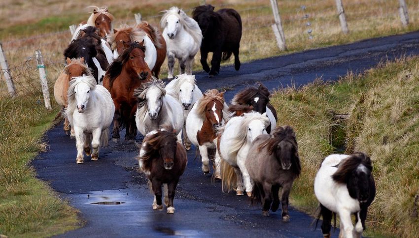 Foula: l'isola al largo della Scozia che ha più pony che abitanti