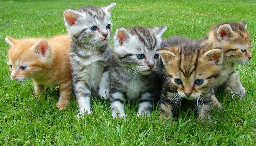 9 app che faranno impazzire di gioia il vostro gatto, per iPad e tablet Android