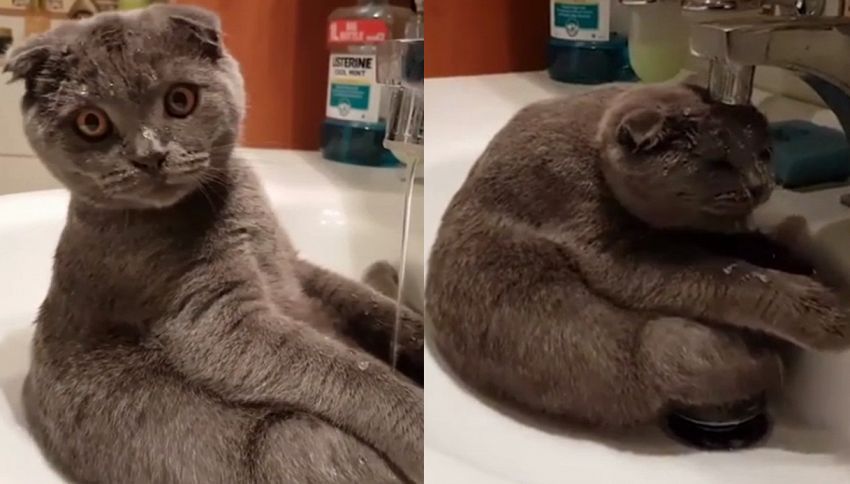 Il gattino che si lava nel lavandino