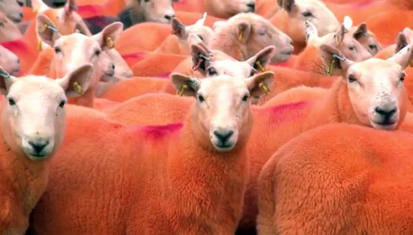 Come non farsi rubare le pecore? Colorandole di arancione