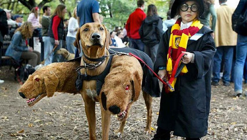Arriva Halloween: a New York anche i cani sfilano mascherati