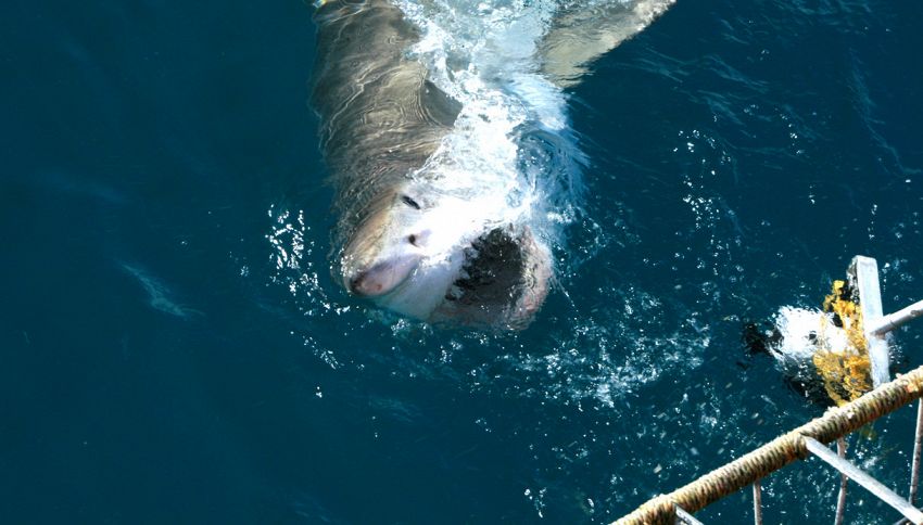 Terrore in acqua: squalo entra nella gabbia di un turista