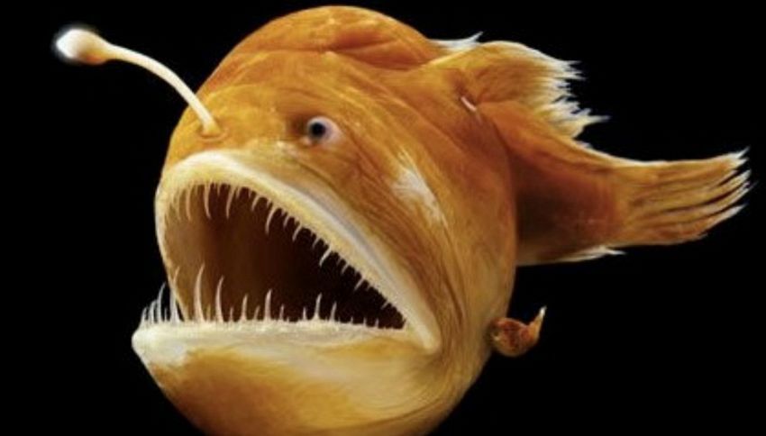 Gli animali più terrificanti della terra? Eccoli, sono proprio mostruosi