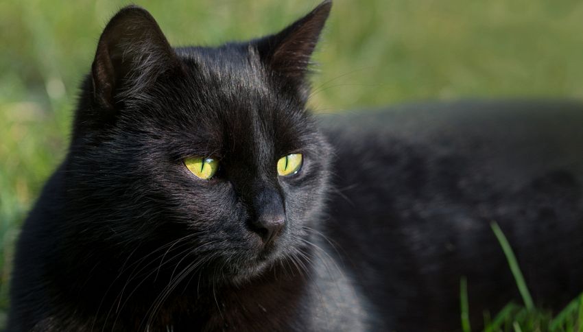 17 novembre, giornata del gatto nero: 9 curiosità tra realtà e superstizione