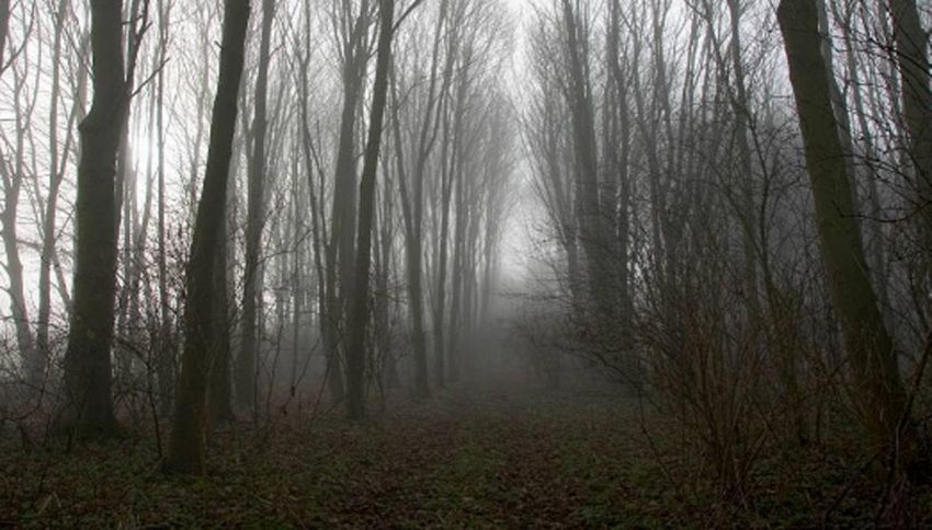 State alla larga dalla foresta di Hoia Baciu: è abitata dal maligno. Dove si trova