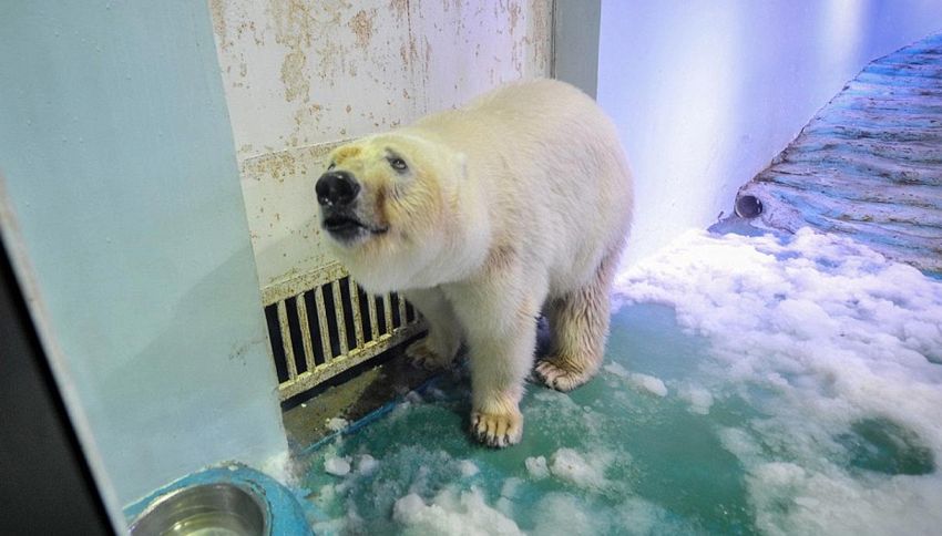 Liberato Pizza, l'orso polare più triste al mondo