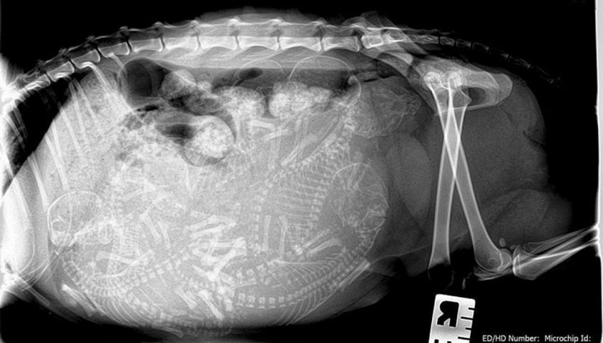 Le incredibili radiografie degli animali in 'dolce attesa'