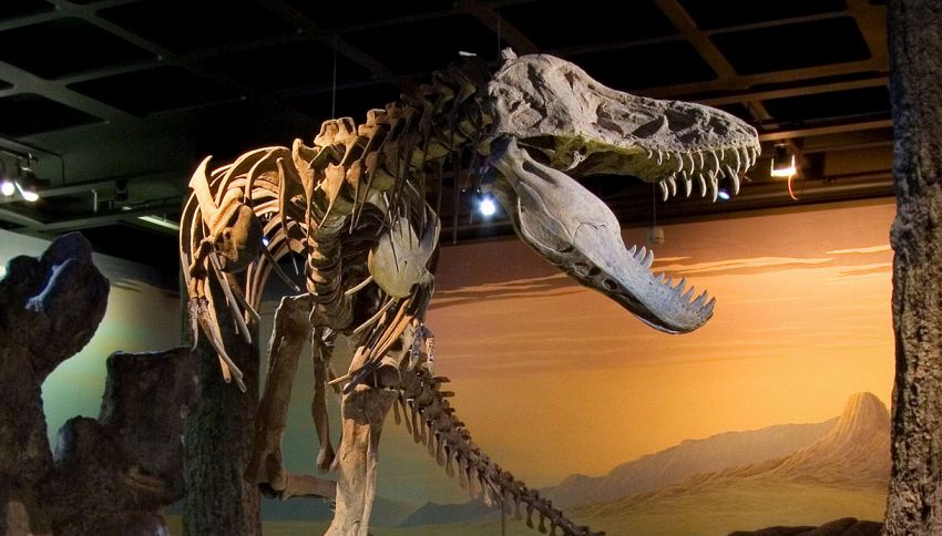 Una clamorosa scoperta riscrive la storia dei dinosauri