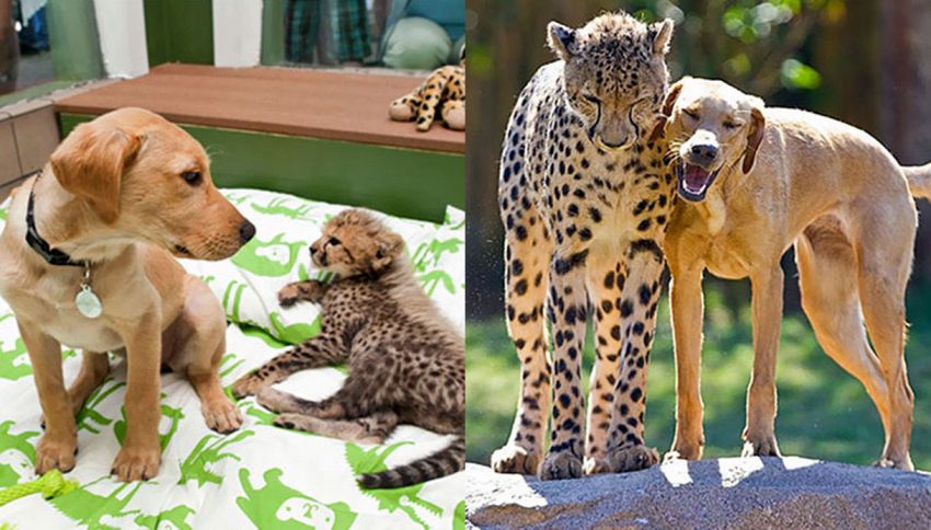 Prima e dopo: le foto dei cuccioli-amici cresciuti insieme