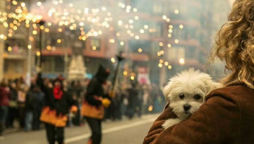 Botti di Capodanno: consigli per cani e gatti