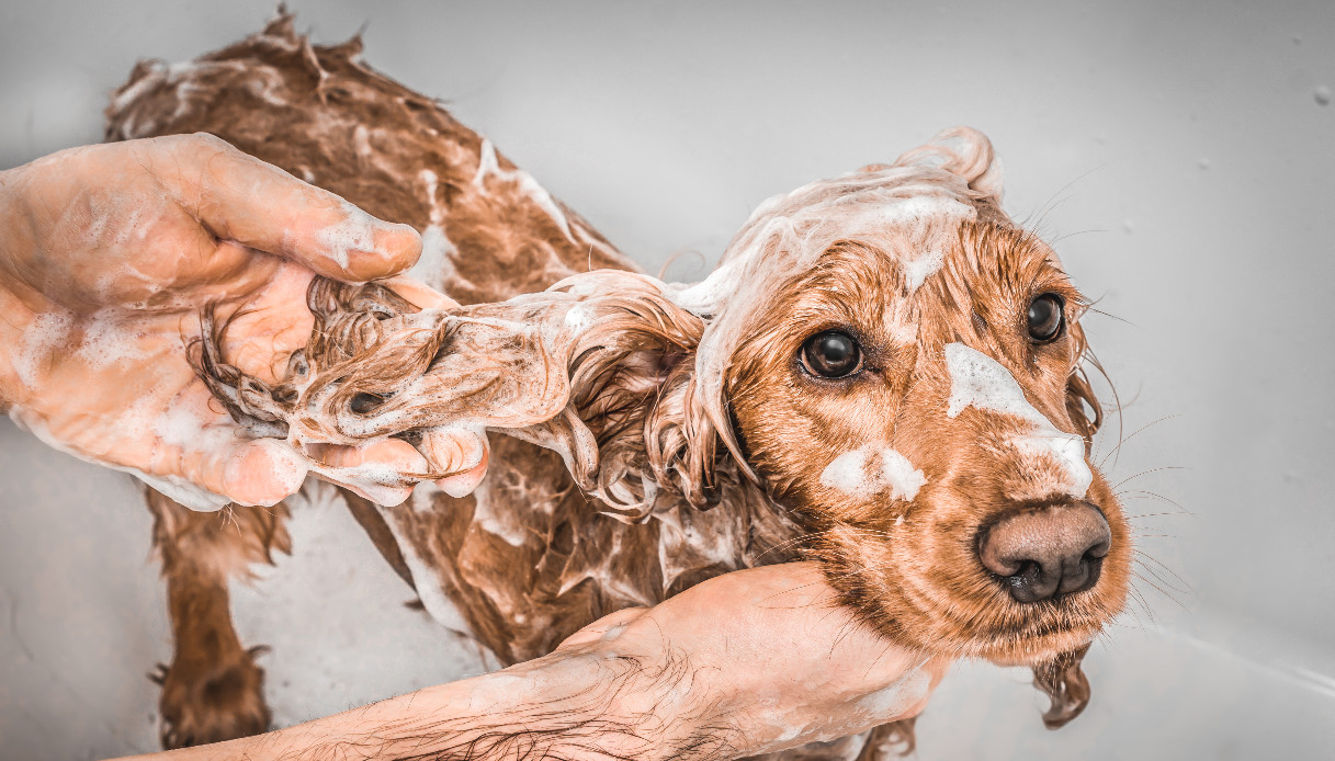 Un segreto di bellezza (e igiene): il bicarbonato di sodio per il cane