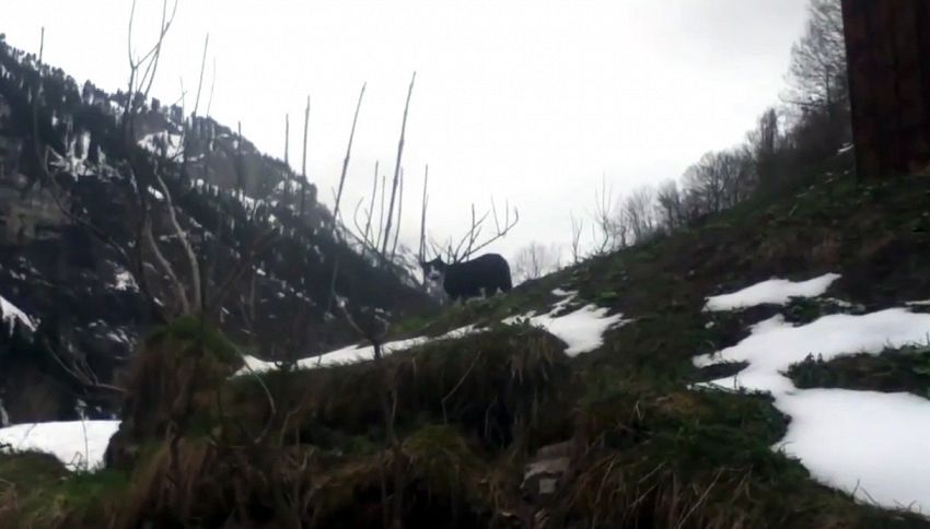 La gatta eroina: salva escursionista smarritosi sulle Alpi