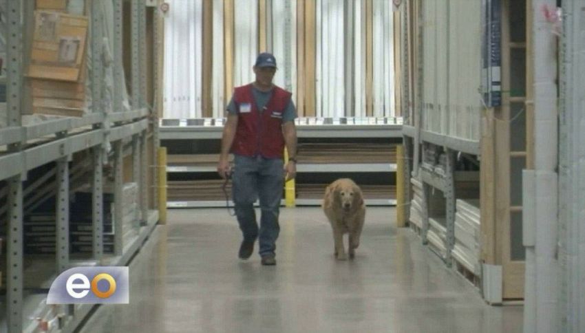 Può lavorare solo con il cane: l’azienda assume entrambi