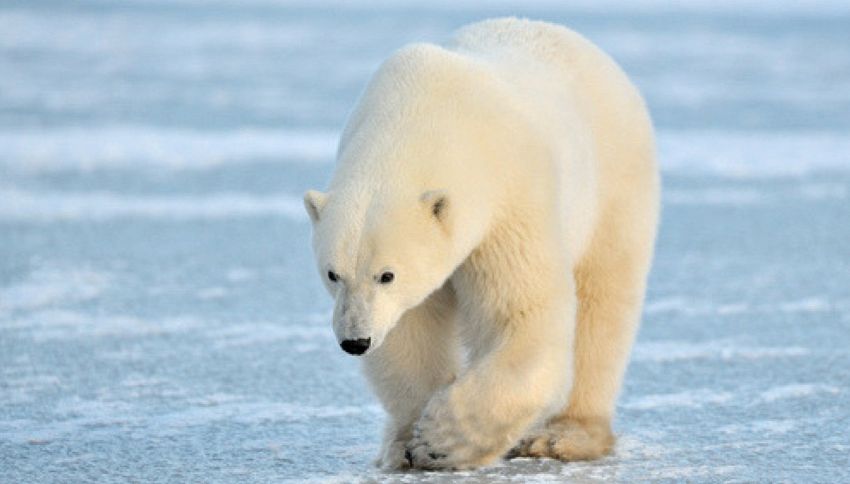 Un orso polare a 700 km dall’Artico. Colpa del clima