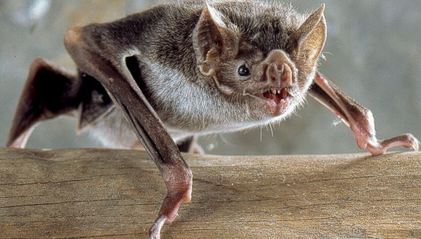 I pipistrelli vampiri del Brasile attaccano gli umani!