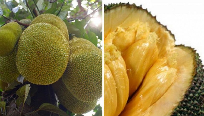 Ecco jackfruit, il frutto che sfamerà il mondo