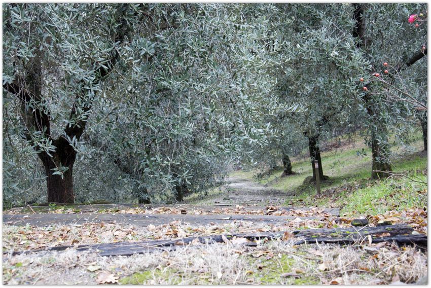 Non C'è Pace Tra Gli Ulivi Significato Perchè si dice "non c'è pace tra gli ulivi"?